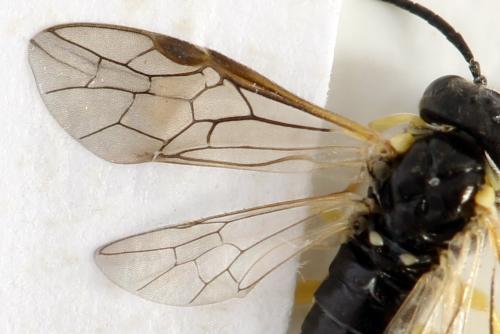 Aneugmenus fuerstenbergensis