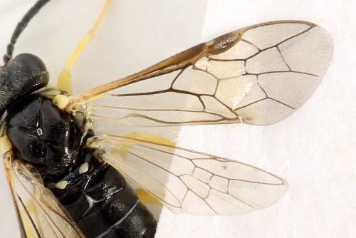 Aneugmenus fuerstenbergensis