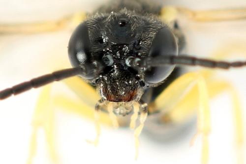 Aneugmenus fuerstenbergensis