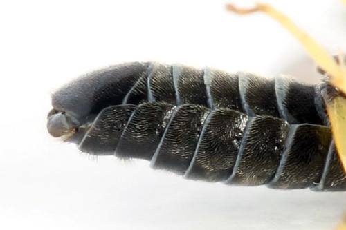 Aneugmenus fuerstenbergensis