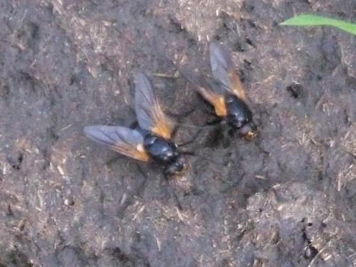 Réf. 37 072 : Mesembrina meridiana
