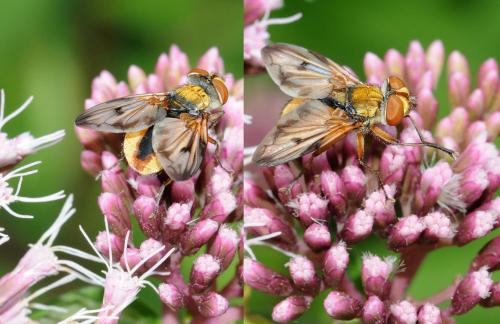 Réf. 37 322 : Ectophasia crassipennis