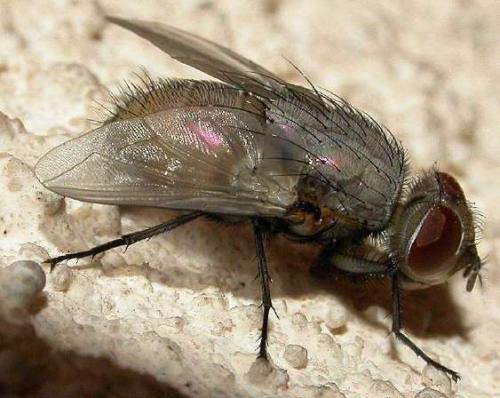 Réf. 37 583 : Lucilia sp.