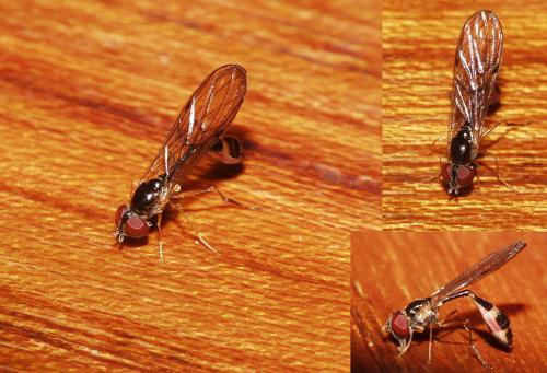 Réf. 38 223 : Baccha elongata