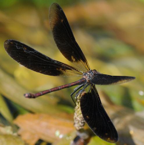 Réf. 38 843 : Calopteryx haemorrhoidalis