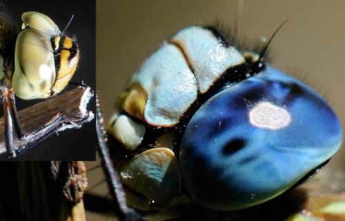 Aeshna affinis