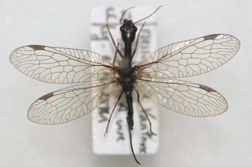 Réf. 39 012 : Phaeostigma notatum
