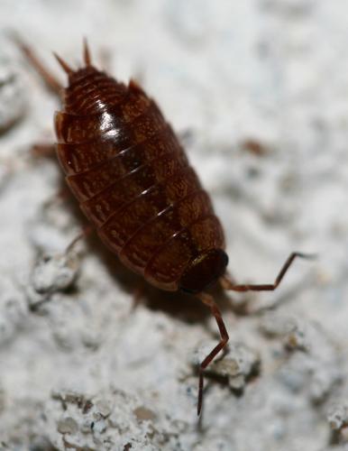 Réf. 39 933 : Philoscia muscorum