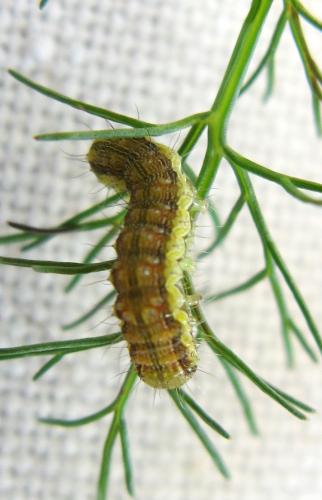 Réf. 39 338 : Helicoverpa armigera