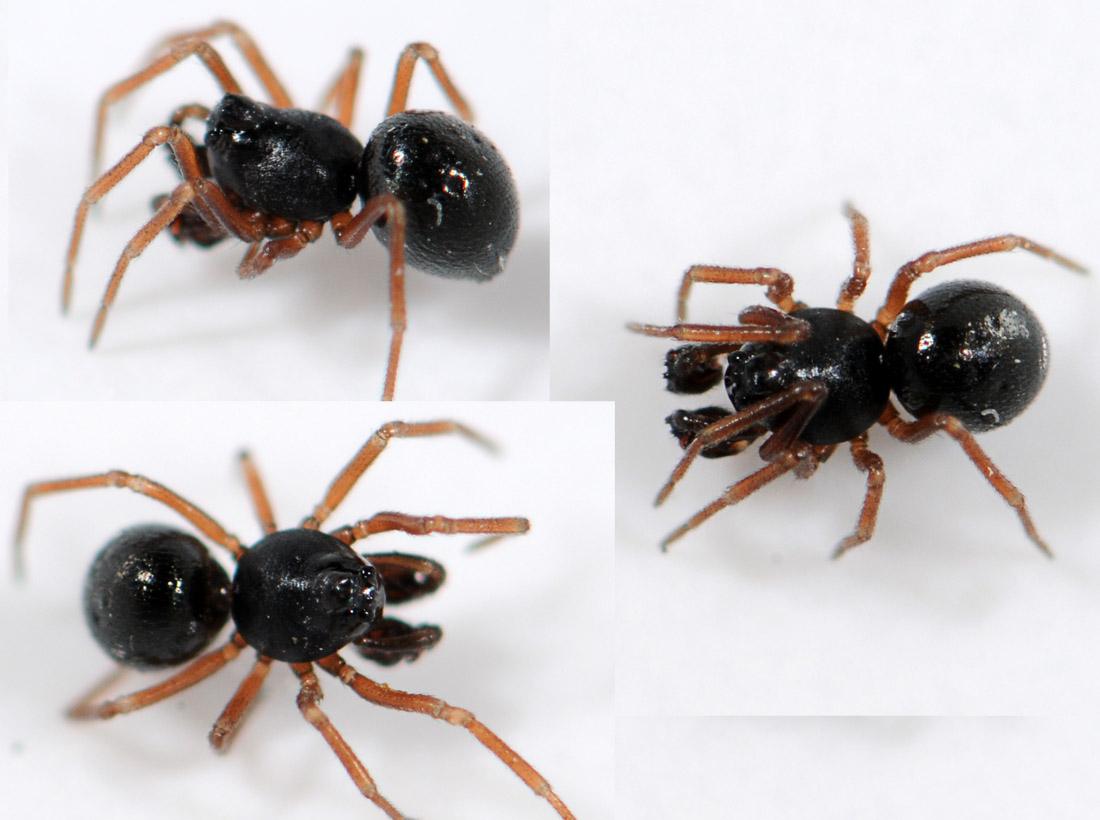 Pierre OGER - Cnephalocotes obscurus - réf. 39000 (1100 x 820 pixels, 167 ko)