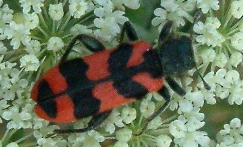 Réf. 4 032 : Trichodes alvearius