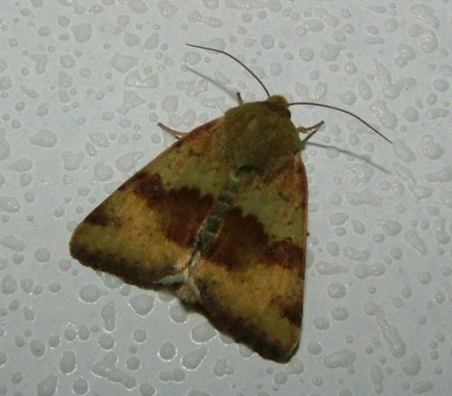 Heliothis viriplaca