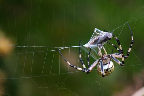 Argiope bruennichi