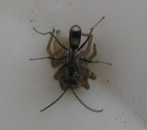 Dipogon sp.