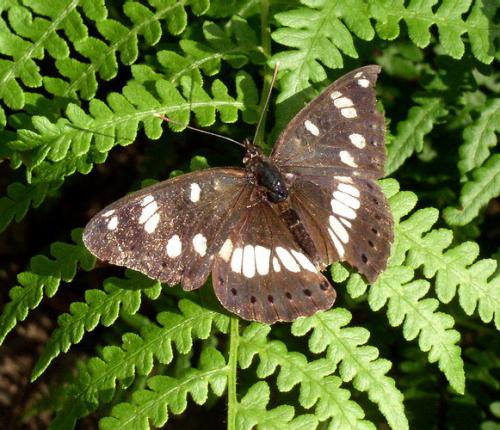 Réf. 4 294 : Limenitis reducta