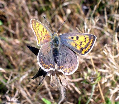 Réf. 4 296 : Lycaena tityrus