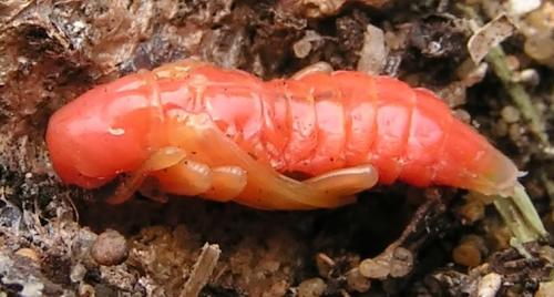 Réf. 4 239 : Trichodes alvearius