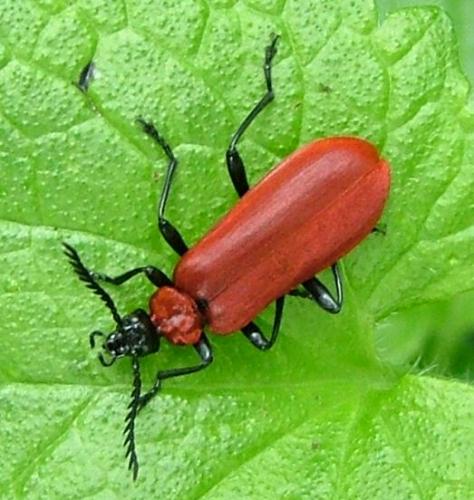 Réf. 4 078 : Pyrochroa coccinea