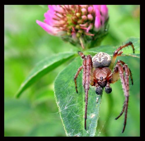 Réf. 4 328 : Larinioides cornutus