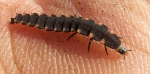 Réf. 40 081 : Lampyris noctiluca