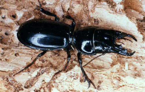 Réf. 40 780 : Scarites buparius