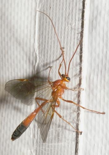 Réf. 40 021 : Ophion sp.