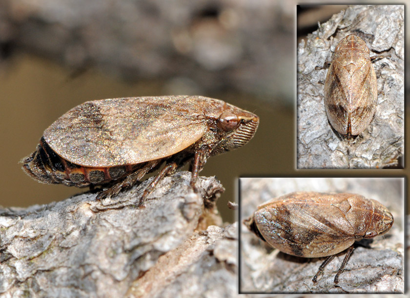 Fred Chevaillot - Lepyronia coleoptrata - réf. 40116 (840 x 610 pixels, 202 ko)