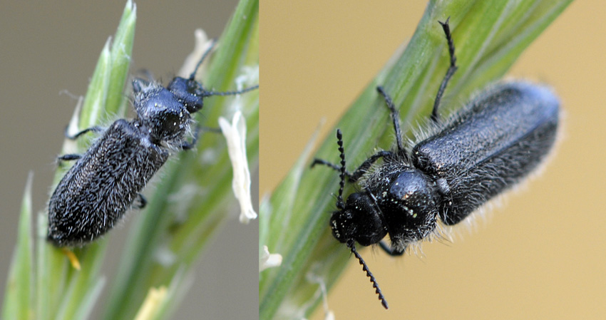 Fred Chevaillot - Enicopus (Enicopus) ater ater - réf. 40323 (850 x 449 pixels, 137 ko)