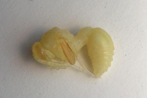 Delta unguiculatum