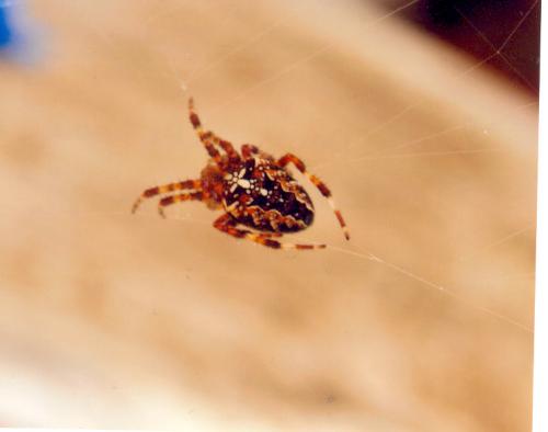 Araneus diadematus