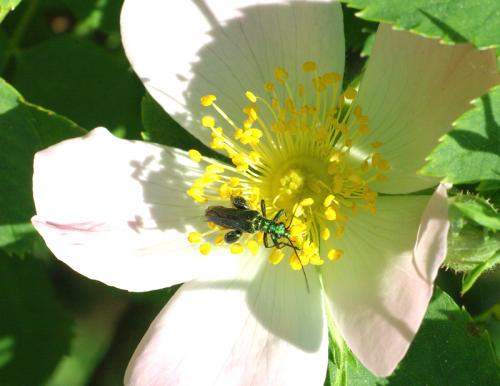 Réf. 41 842 : Oedemera nobilis