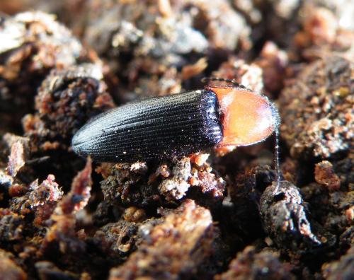 Réf. 42 380 : Ischnodes sanguinicollis