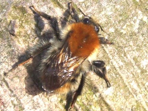 Réf. 42 684 : Bombus pascuorum