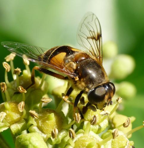 Réf. 42 462 : Eristalis horticola