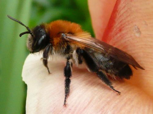 Réf. 43 266 : Andrena nitida