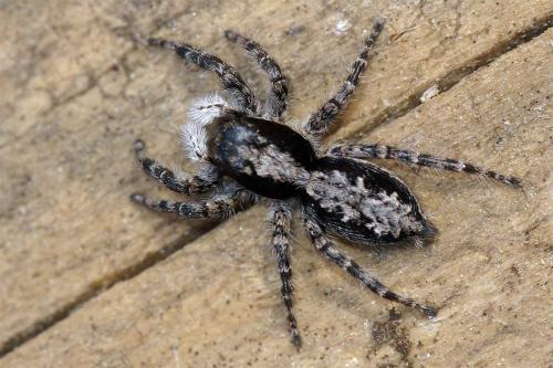 Réf. 43 652 : Menemerus sp.