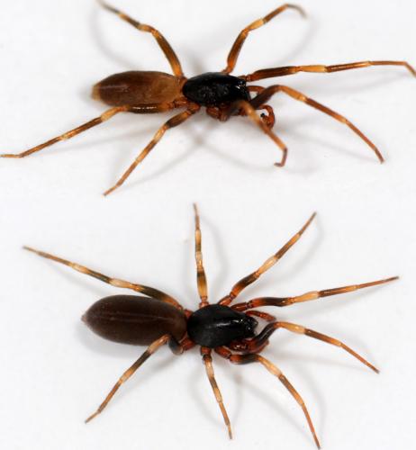 Réf. 43 402 : Harpactea hombergi