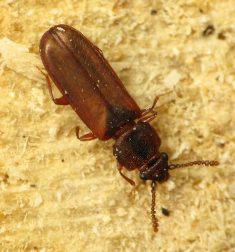 Réf. 43 353 : Pediacus dermestoides