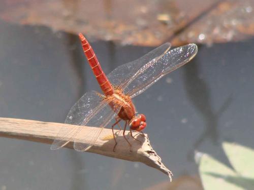 Réf. 43 183 : Crocothemis sp.