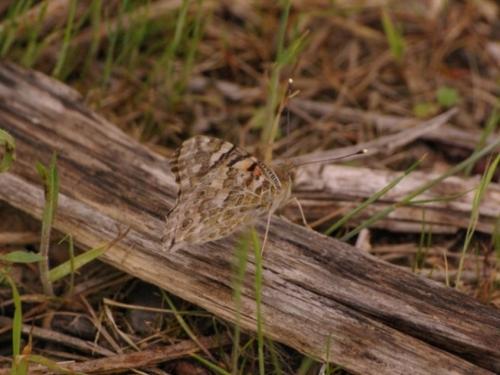 Réf. 44 615 : Vanessa cardui