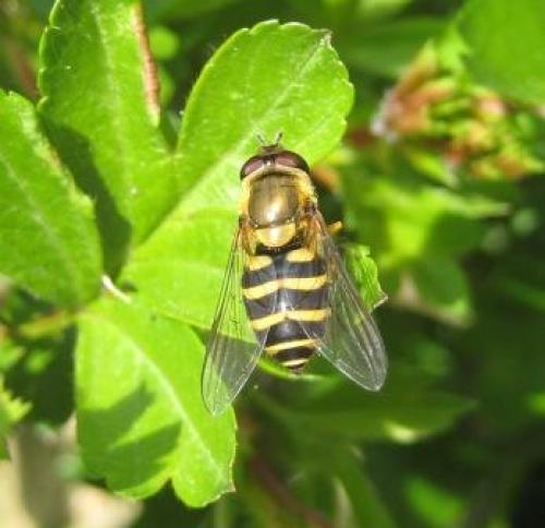 Réf. 44 909 : Syrphus sp.