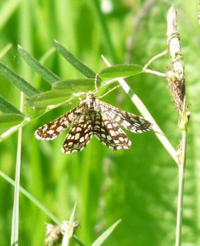 Réf. 44 325 : Chiasmia clathrata