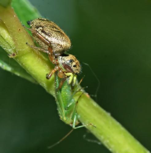 Réf. 45 516 : Heliophanus tribulosus