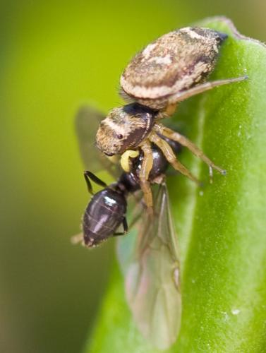 Réf. 45 076 : Heliophanus tribulosus