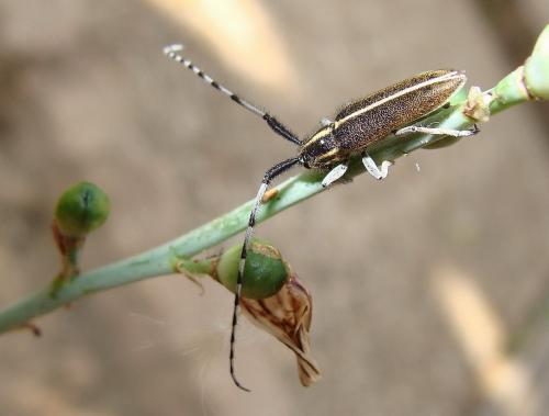 Réf. 45 257 : Agapanthia cardui
