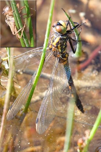Réf. 45 063 : Leucorrhinia dubia