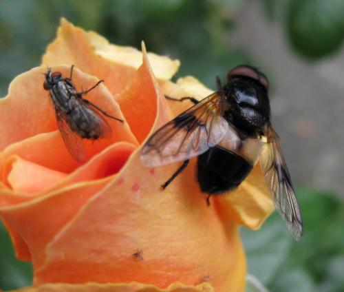 Réf. 45 753 : Volucella pellucens