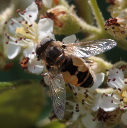 Réf. 46 397 : Eristalis arbustorum