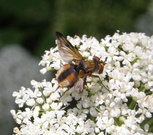 Réf. 46 245 : Ectophasia crassipennis