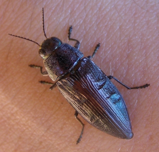 H. Dumas - Buprestis (Buprestis) haemorrhoidalis - réf. 46549 (624 x 596 pixels, 196 ko)